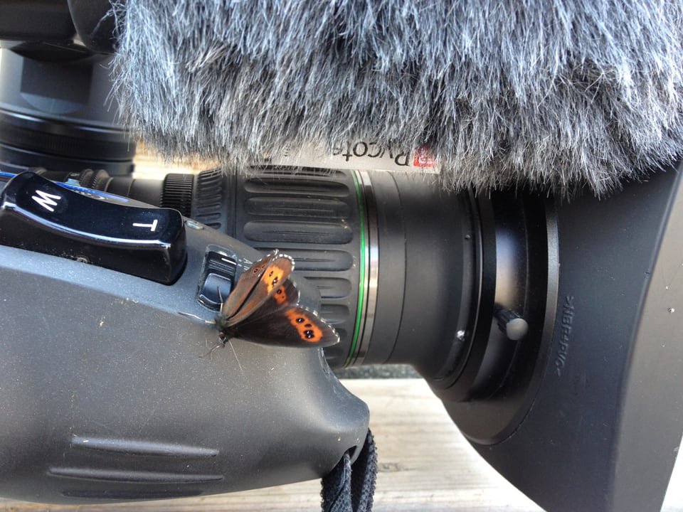 Ein Schmetterling sitzt auf der Kamera.