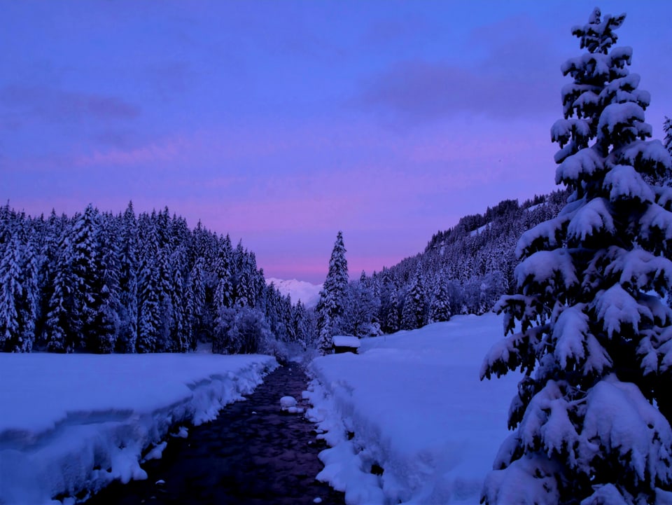 Verschneite Berglandschaft mit Tannen und violettem Himmel