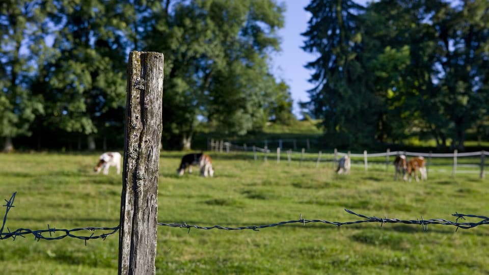 Ein Holzpfahl eines Zaunes, der eine Kuhweide begrenzt.