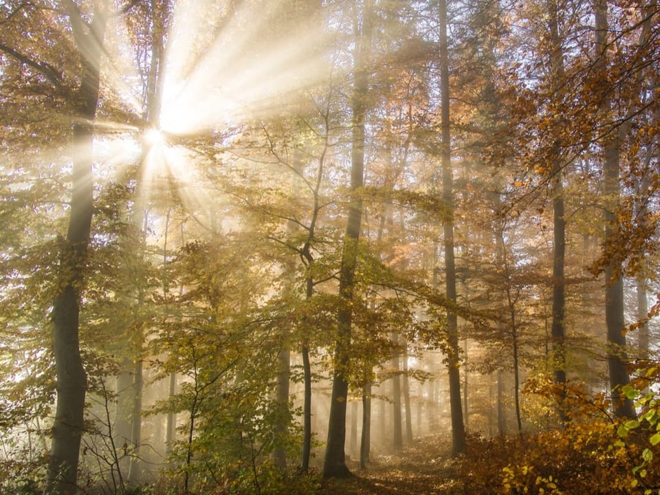 Nebliger Morgen, die Sonne bringt das Buchenlaub zum leuchten!