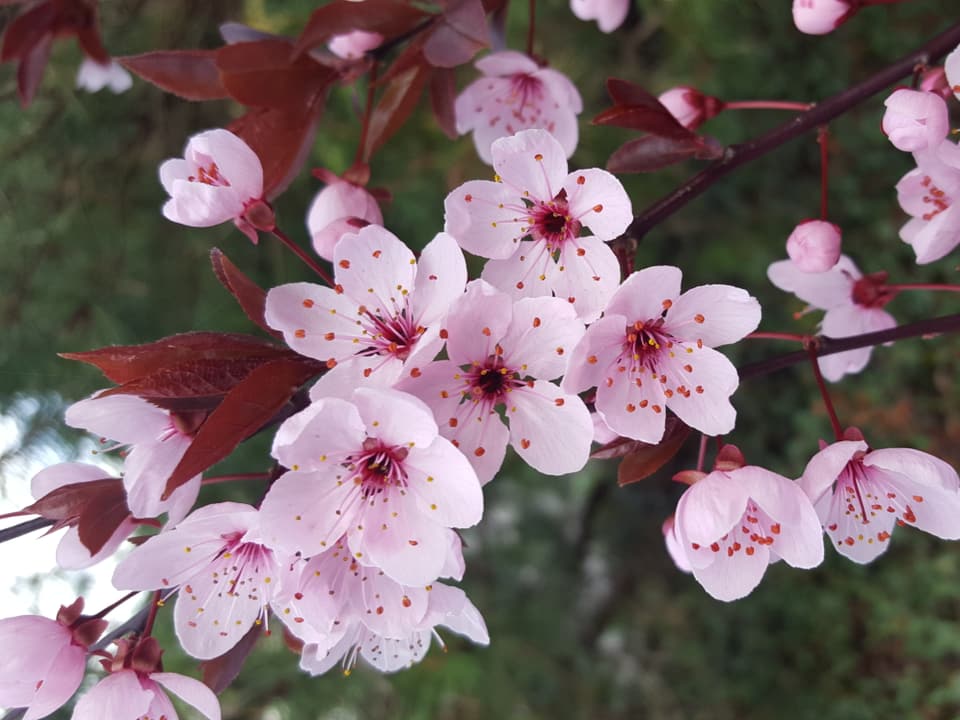 Frühling, Japanische Kirschblüten geniessen die wärmende Sonne