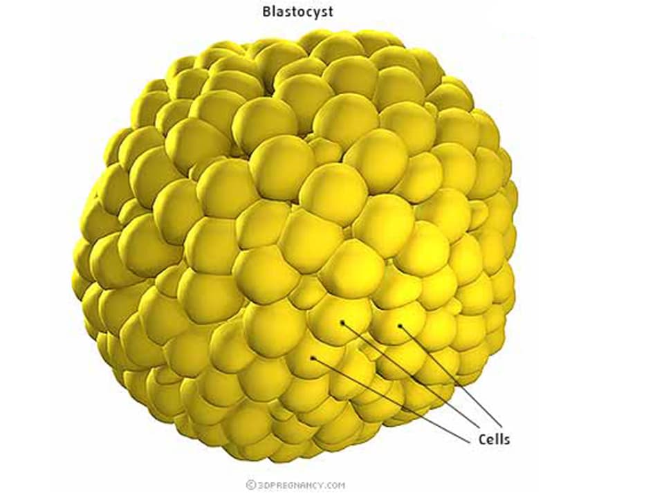 Schematische Darstellung einer Blastozyste, eines embryonalen Zellhaufens