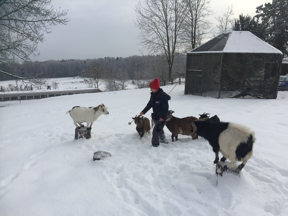 Ein Junge spielt mit vier Ziegen im Schnee.