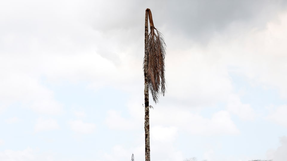 Vertrockneter Palmenbaum vor bewölktem Himmel
