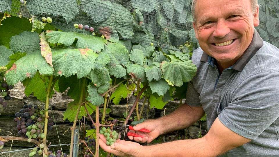 Christian Herzog schneidet die grünen Traubenbeeren in seinem Malbec-Weinberg ab.