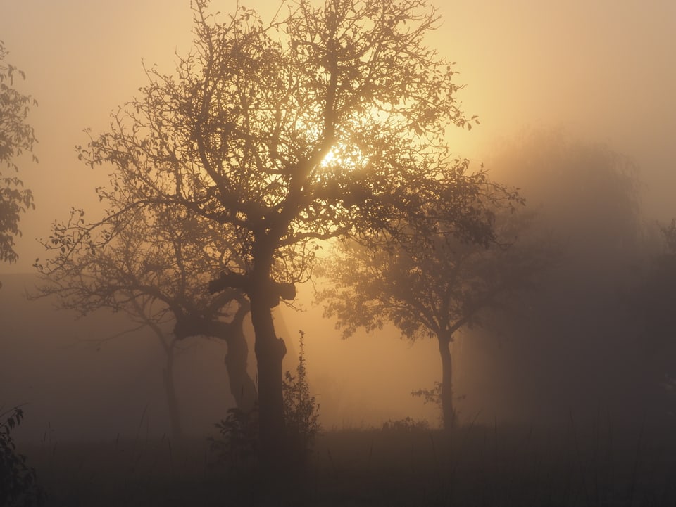 Baum im Nebel mit Sonne.