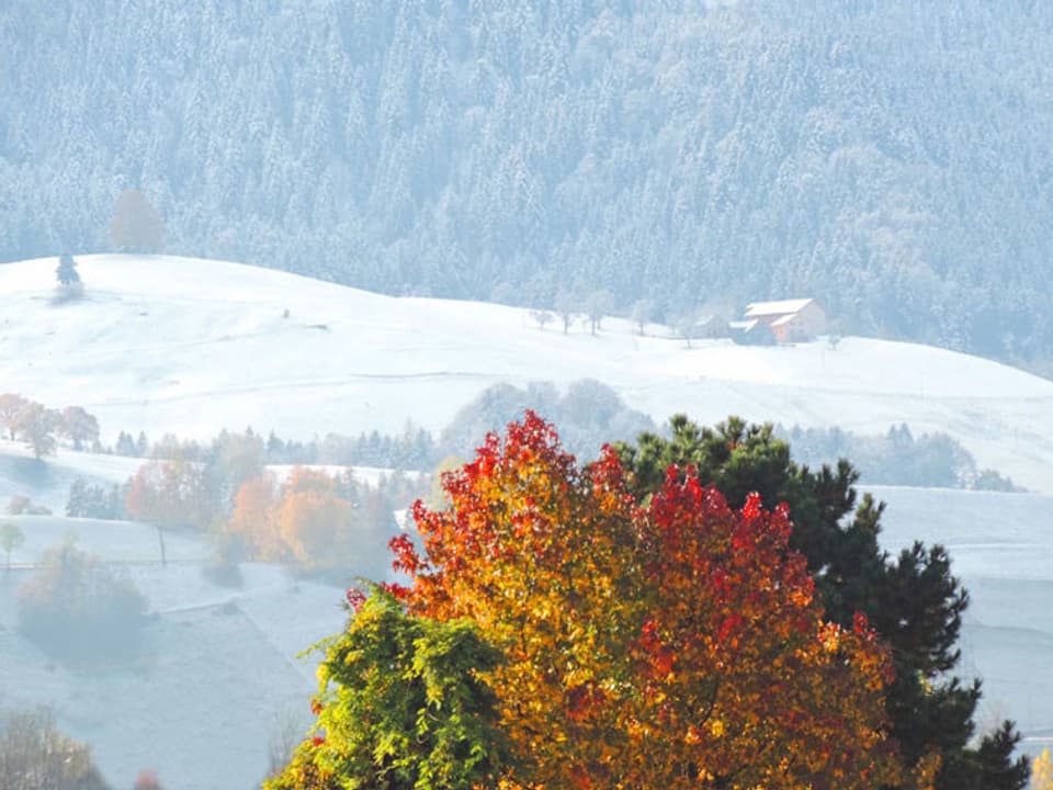 Im Vordergrund farbige Bäume, im Hintergrund Hügel mit Schnee