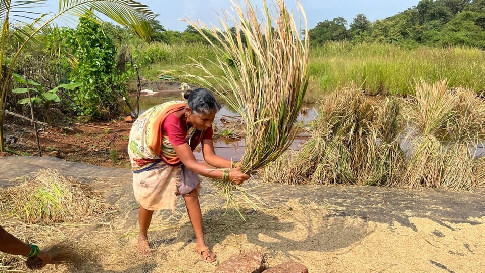 Magere Reisernte in Indien