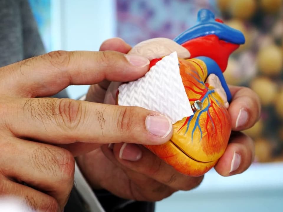 Auf dem Bild ist ein Modell eines Herzes in einer Menschenhand zu sehen.