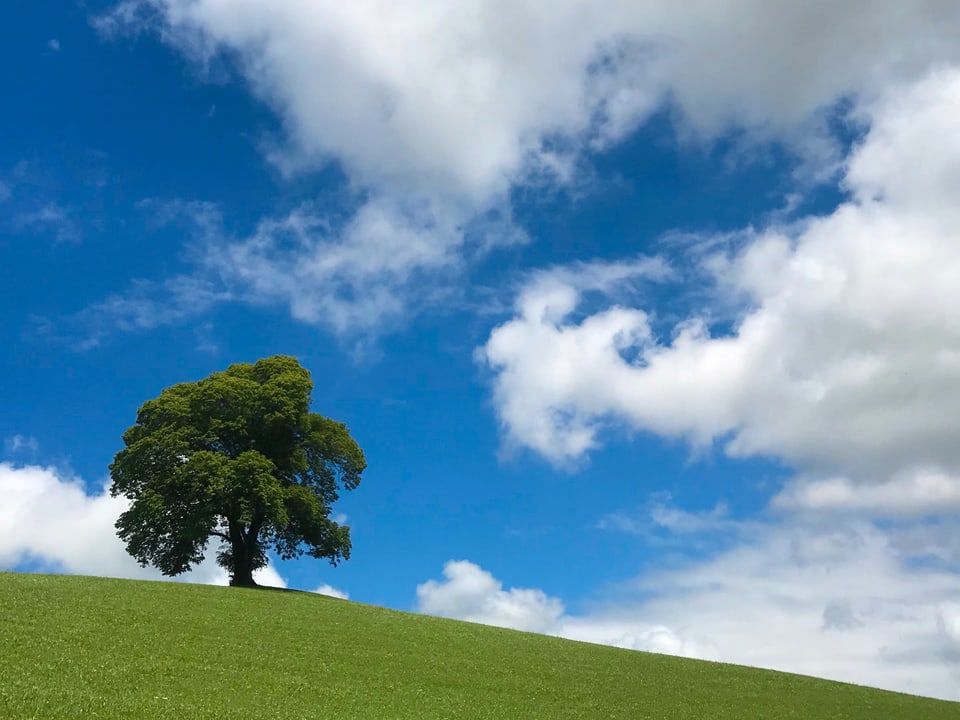 Ein einzelner Baum auf einer grünen Wiese. Im Hintergrund hat es ein paar Quellwolken am sonst blauen Himmel.