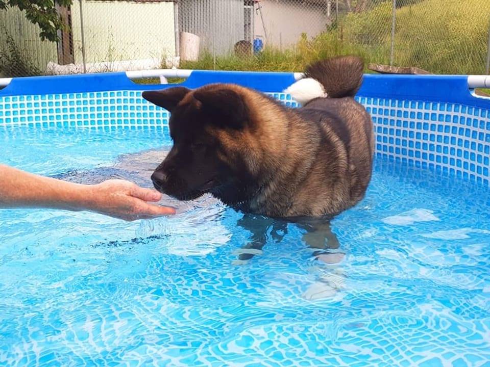 Hund im Pool.