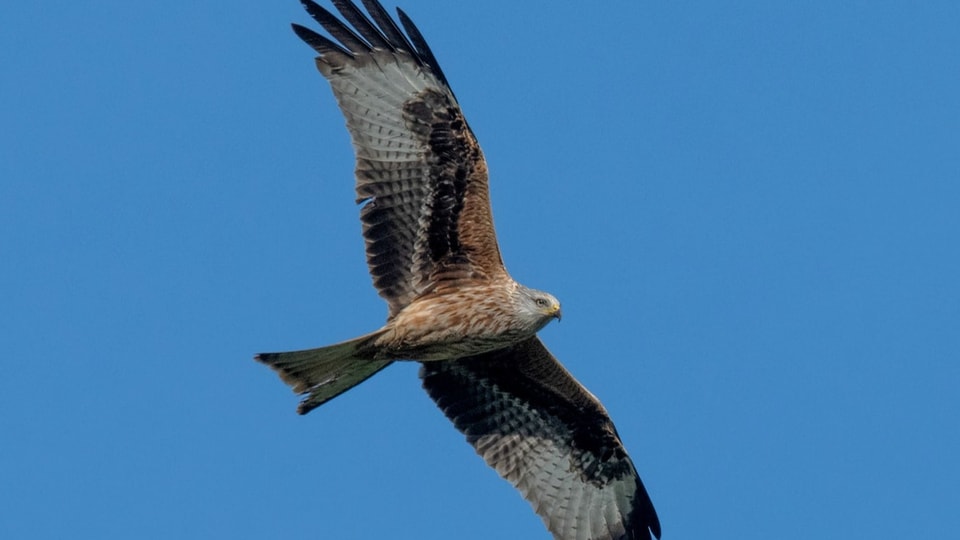 Ein brauner Greifvogel von unten betrachtet