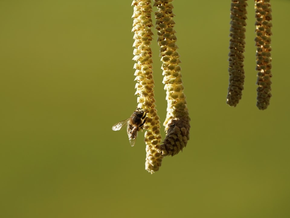 Eine emsige Biene sammelt an einer blühenden Haselpollen.