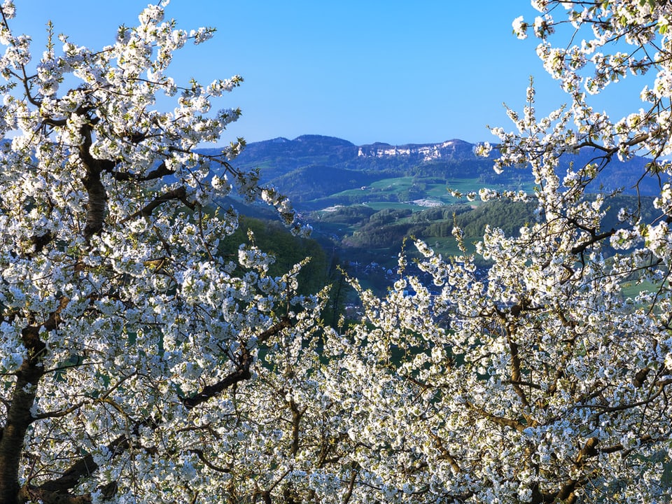 Weiss blühende Kirschbäume vor blauem Himmel