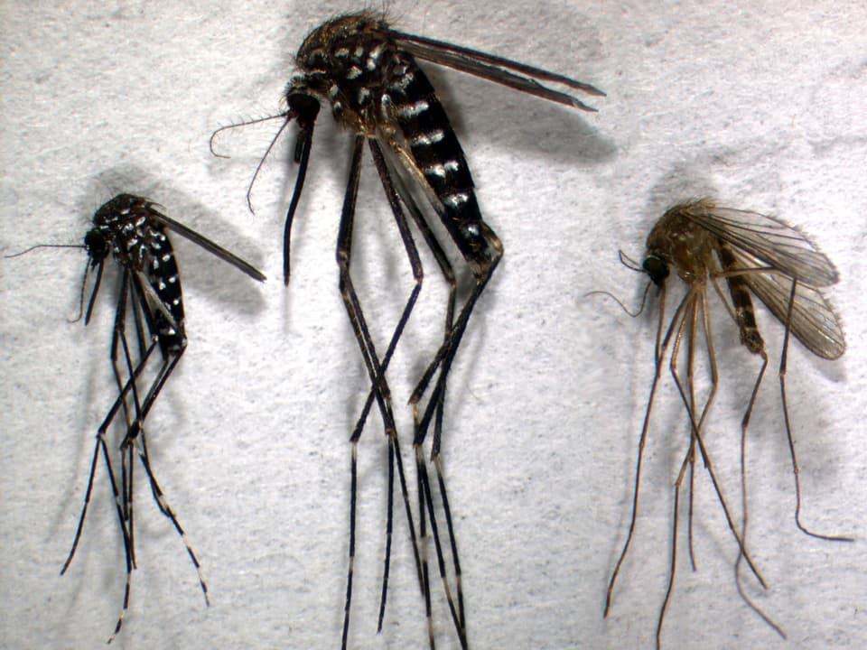 Drei Mücken, links und in der Mitte schwar mit weissen Streifen, rechts eine heimische Stechmücke.