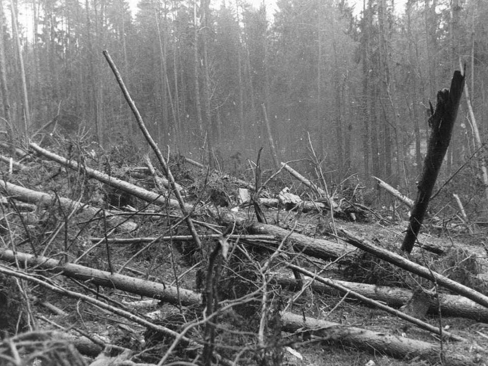 Schwarzweissaufnahme der Absturzschneise im Wald mit zerstörten Bäumen und Trümmerteilen. 