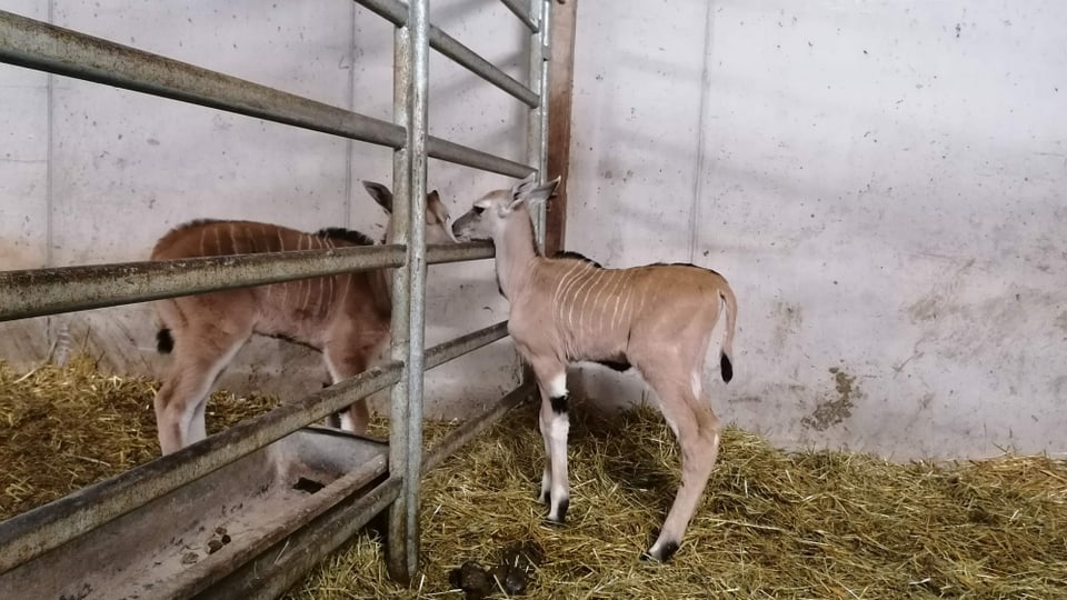 Zwei junge Antilopen im Stall beschnuppern sich. 