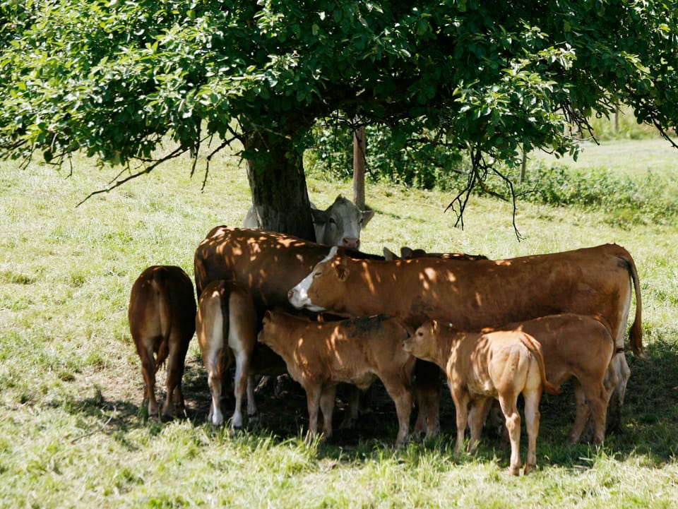 Kühe unter einem Baum