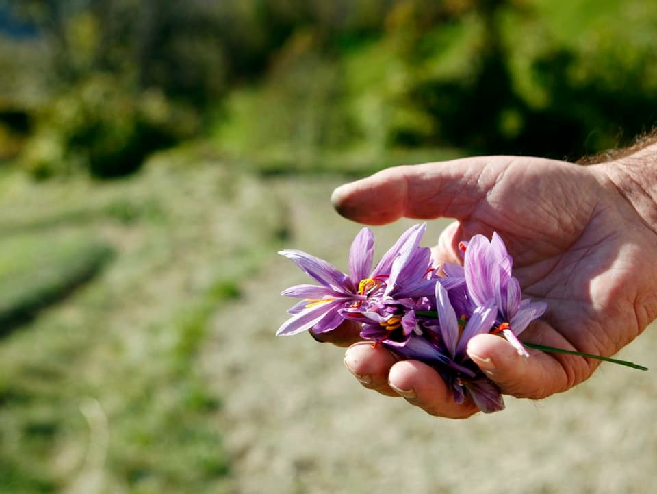 Safranblüten, violett