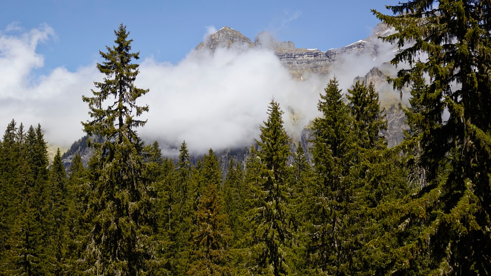 Fichtenwald vor Bergkulisse.