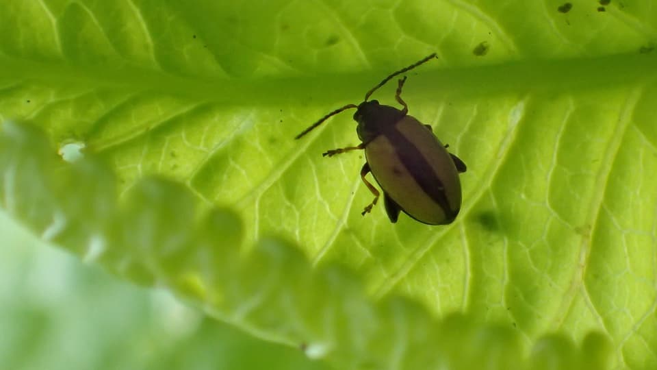 Kleiner Käfer von oben, mit braunen Flügeln und einem schwarzen Streifen in der Mitte