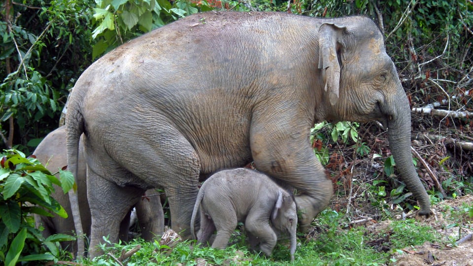 Ein Zwergelefanten-Baby mit seiner Mutter auf Bormeo.