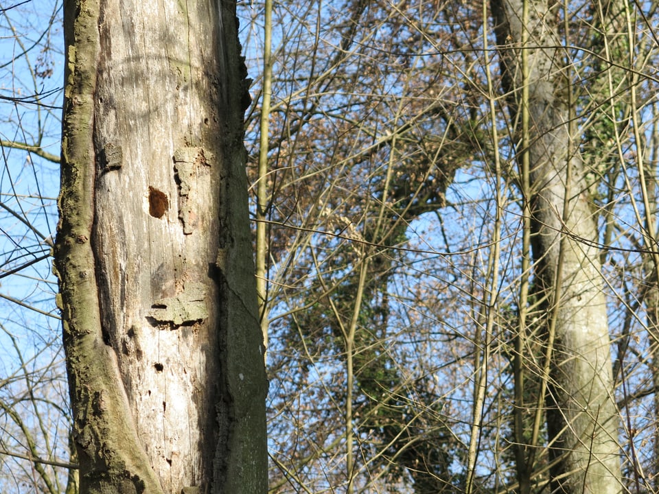 Baumstamm mit Schädlingslöchern