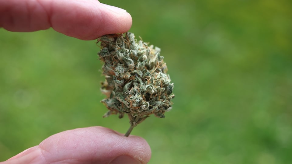Eine Person hält eine Cannabis-Blüte zwischen Daumen und Zeigefinger.