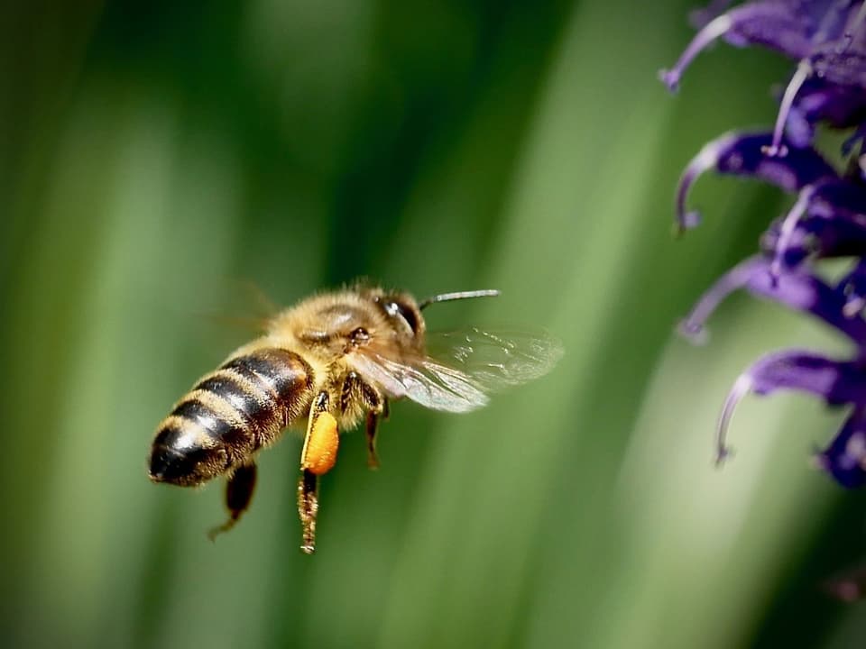 Biene in Grossaufnahme, die auf eine violette Blume zufliegt. 