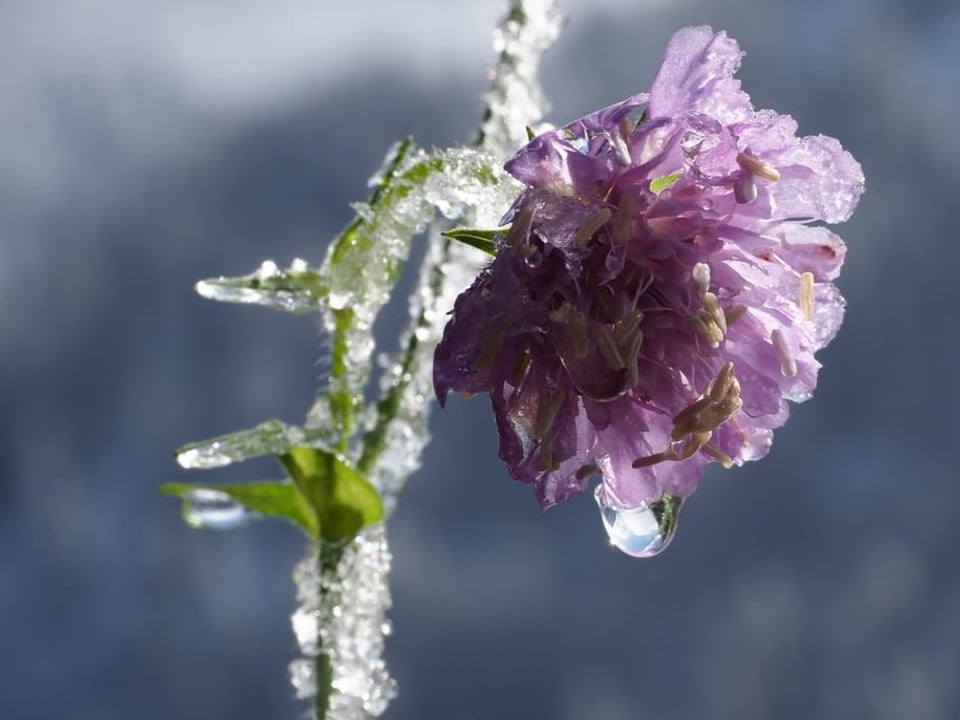 Eine Blume im Eis.
