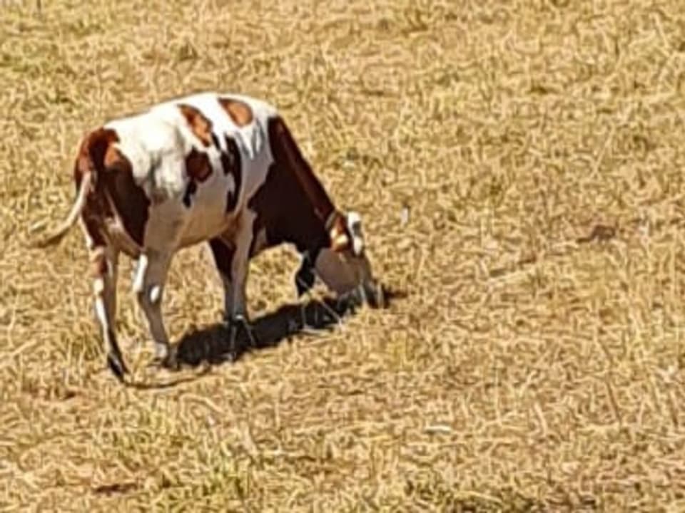Eine Kuh auf einer braunen Wiese.
