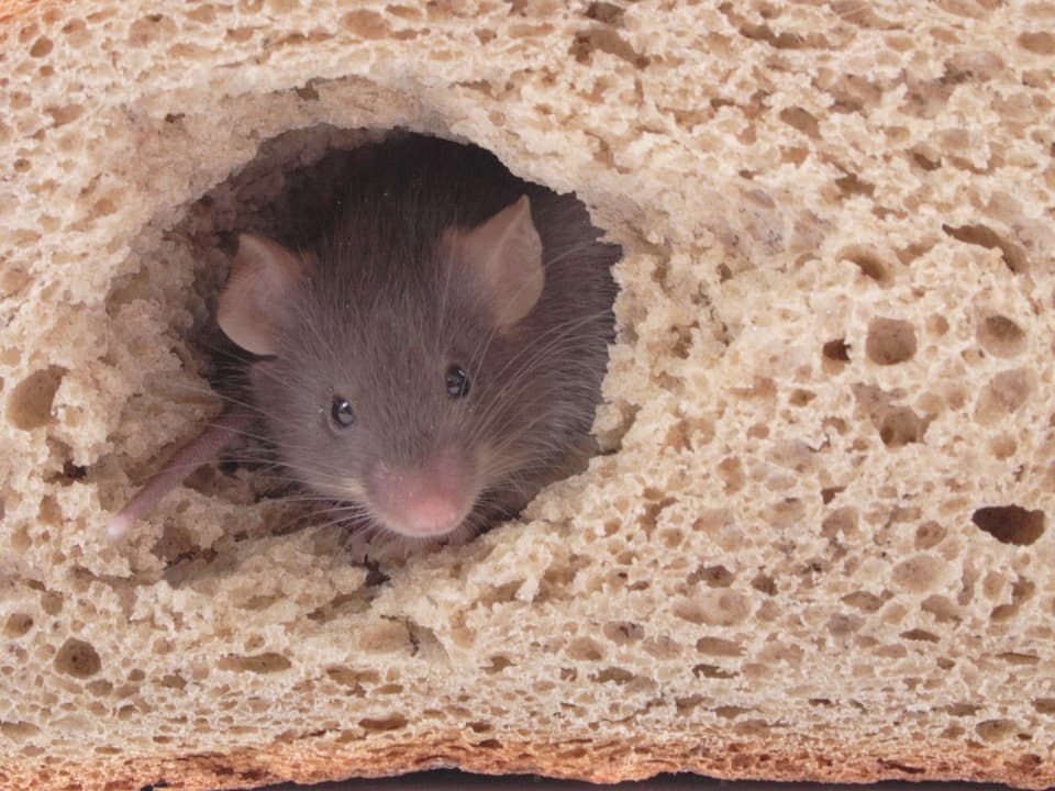 Kleine Maus frisst sich durch Brotlaib