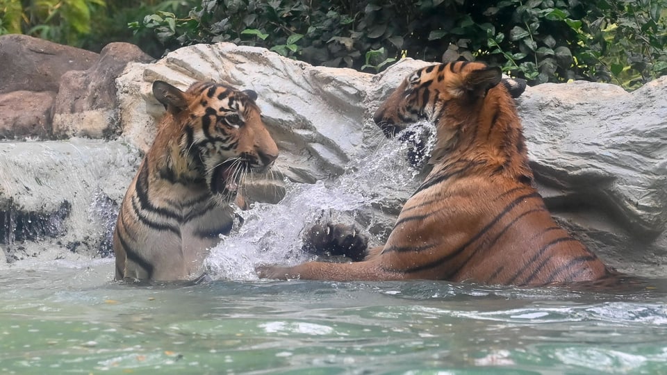 Two tigers in the water