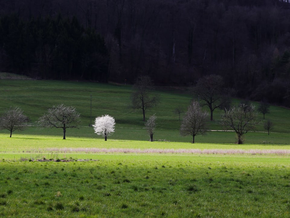 Weisser Baum auf grüner Wiese