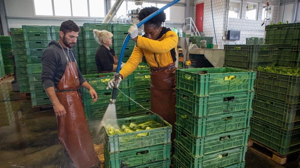 Junger Mann und junge Frau vor Pak-Choi-Kisten, Frau spritzt Wasser aus Schlauch über das Gemüse.