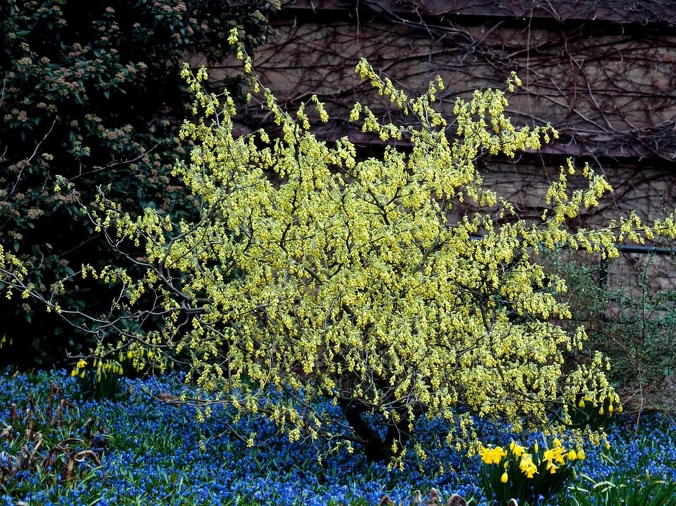 Scheinhasel in Blühe in blauem Blütenmeer.