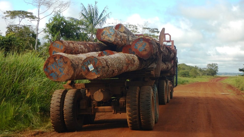 Ein Laster transportiert Baumstämme.