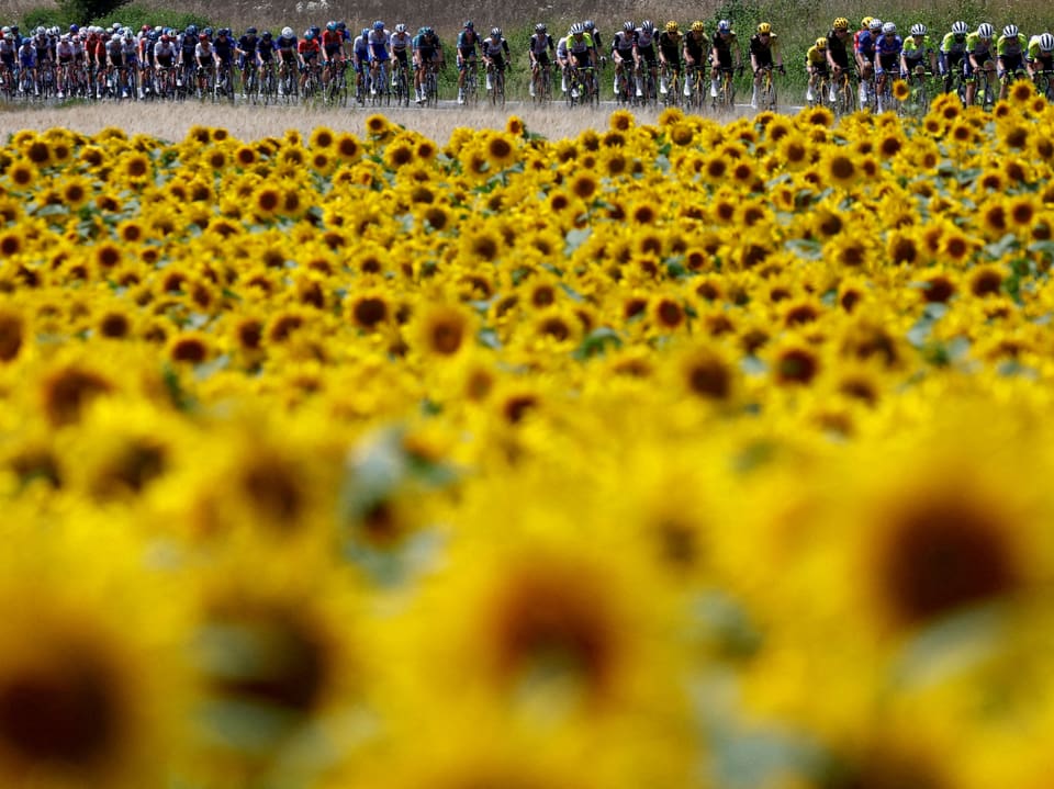 Radfahrer hinter einem Sonnenblumenfeld.
