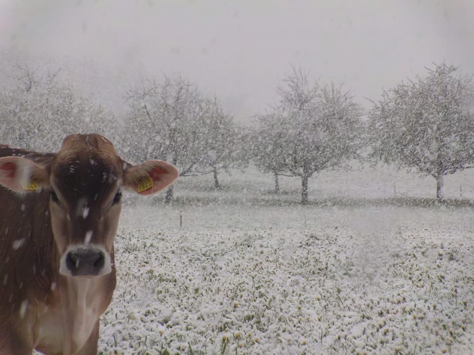 Eine Kuh blickt auf die verschneite Wiese