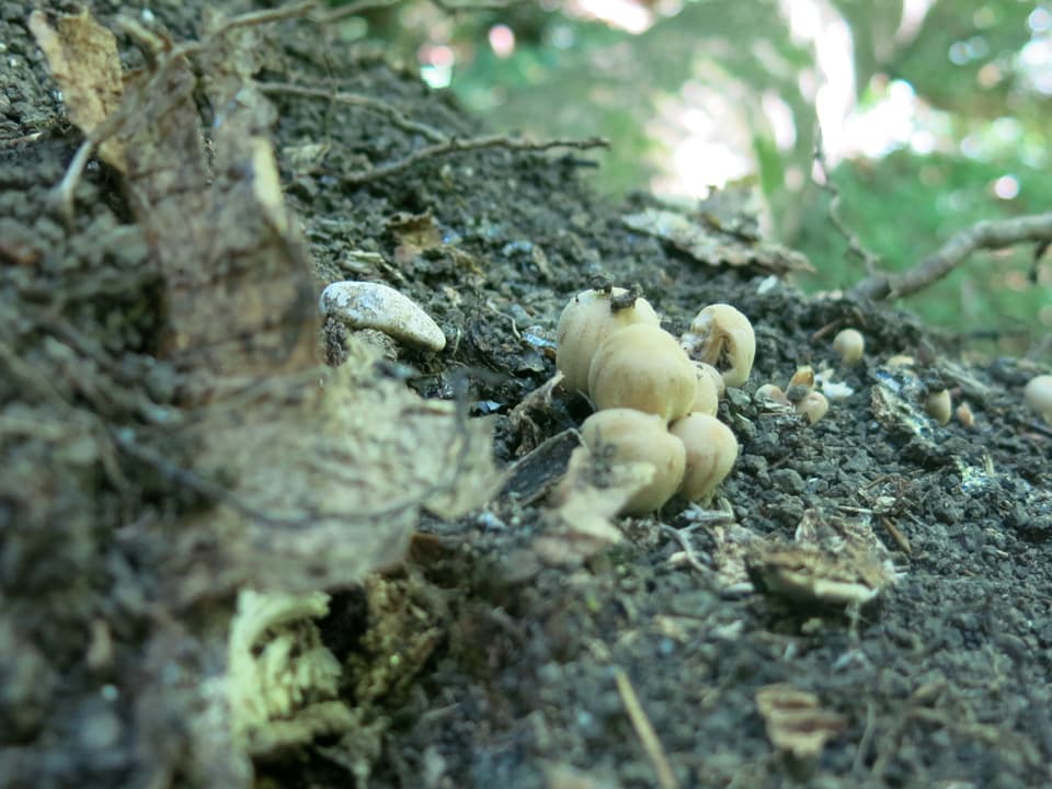 Ein Pilz auf einer Baumwurzel