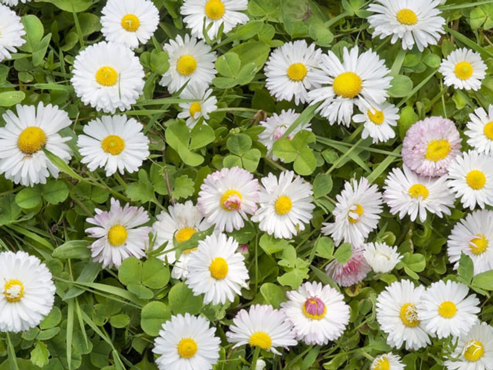 Gänseblümchen in einer Wiese