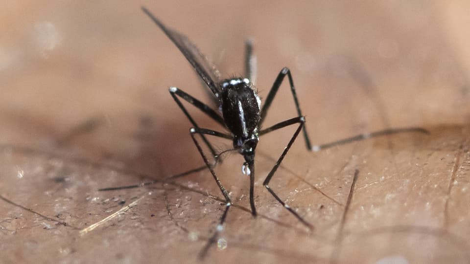 Schwarze Mücke in Nahaufnahme, sitzt auf heller Haut.