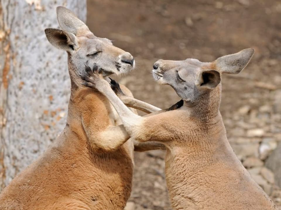 Zwei rote-braune Kängurus kämpfen miteinander.