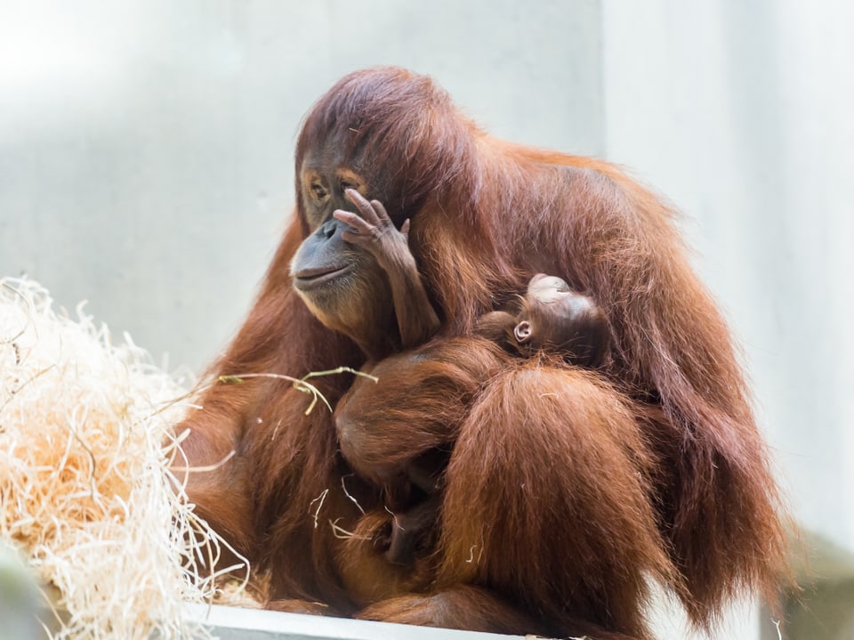 Das Orang-Utan-Baby bei ihrer Mutter