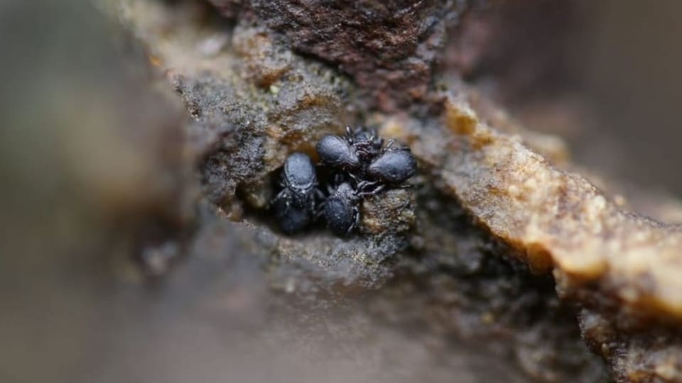 einige schwarze Spinnentiere tummeln sich auf einem Ast