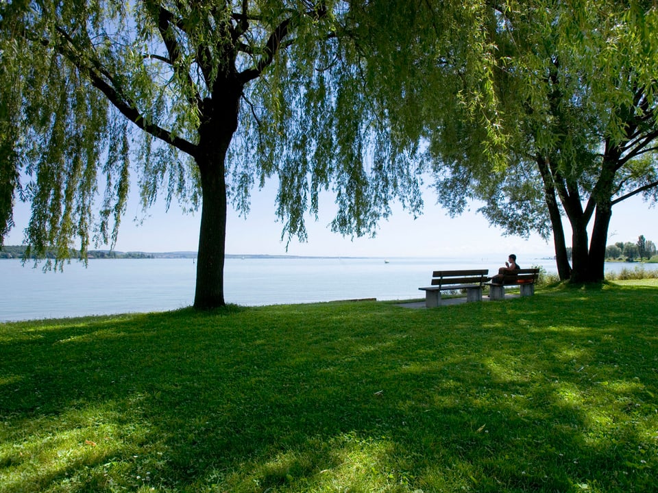 Zwei Parkbänke stehen am Ufer eines Sees im Schatten von Bäumen.