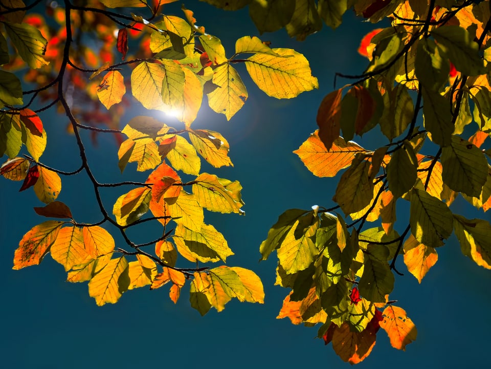 Die farbigen Blätter eines Baumes im Herbst
