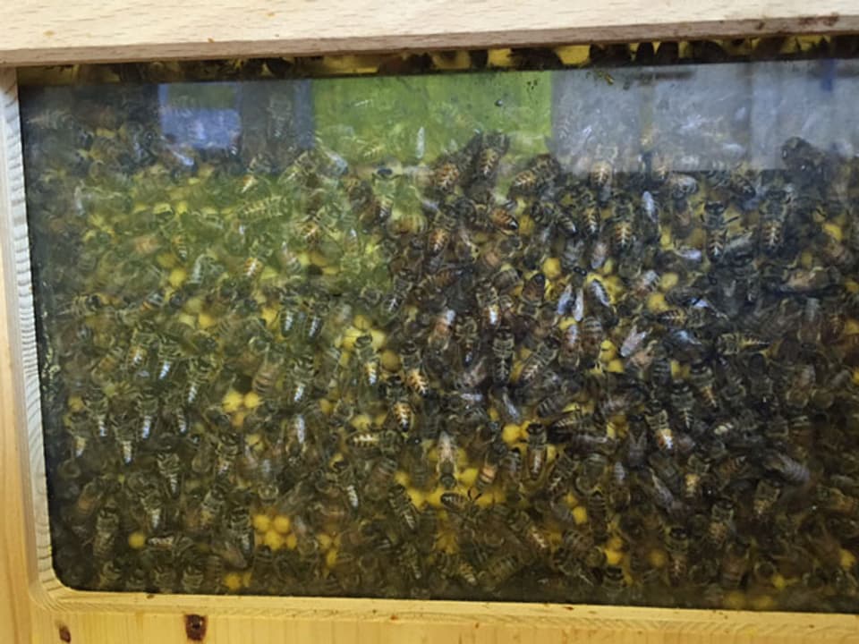 Bienen hinter Glas.