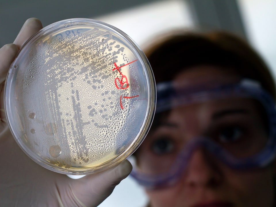 Eine Mitarbeiterin eines Labors schaut auf eine Probe mit Bakterienkulturen.