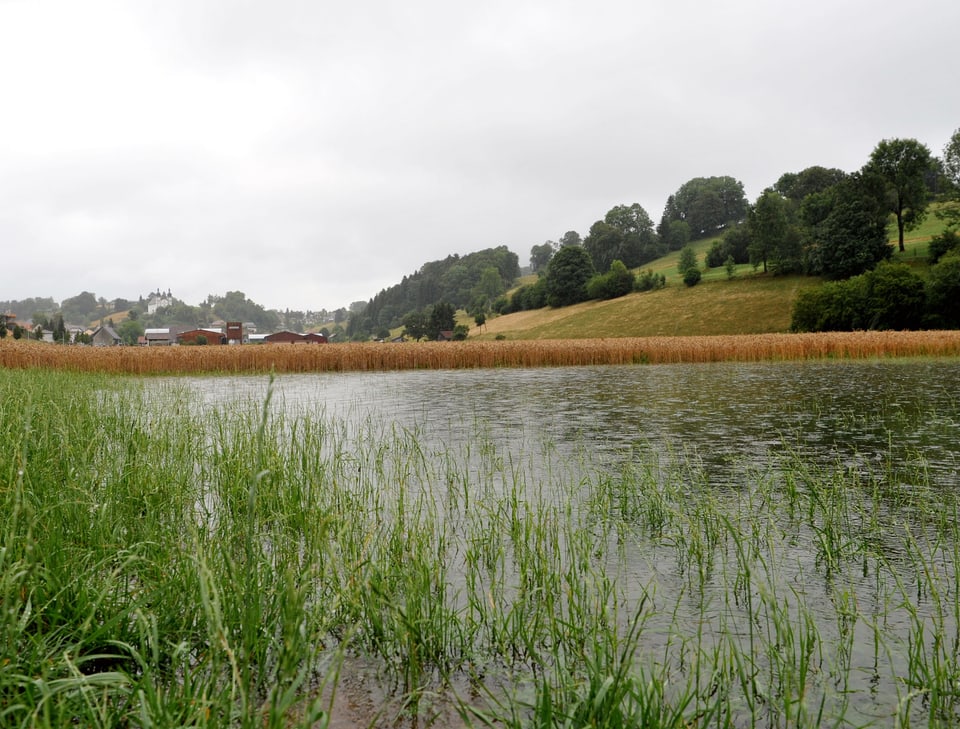 28. Juli Wieder einmal setzt der Seebach in Seewen/SO das Felder unter Wasser.